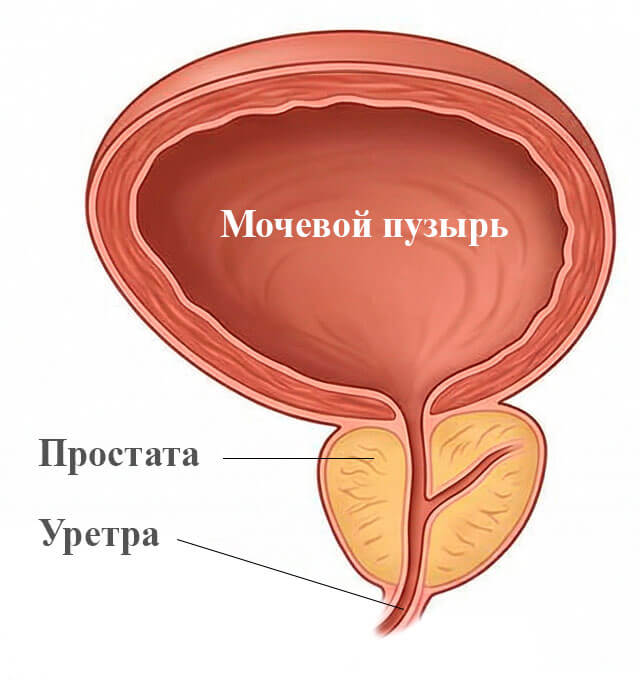Первая стадия аденомы простаты, симптомы слабо выражены